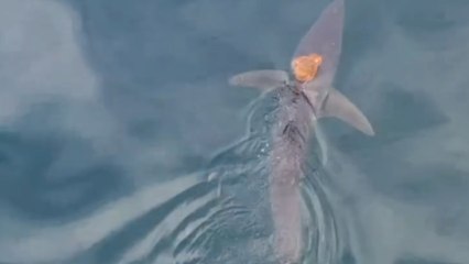 Un pulpo surfea las aguas de Nueva Zelanda subido al lomo de un tiburón