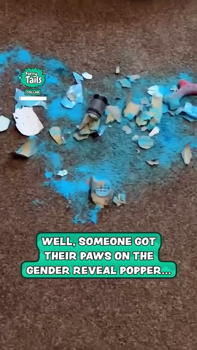 Lach dich schlapp mit Lustige Pfoten Ч. 3