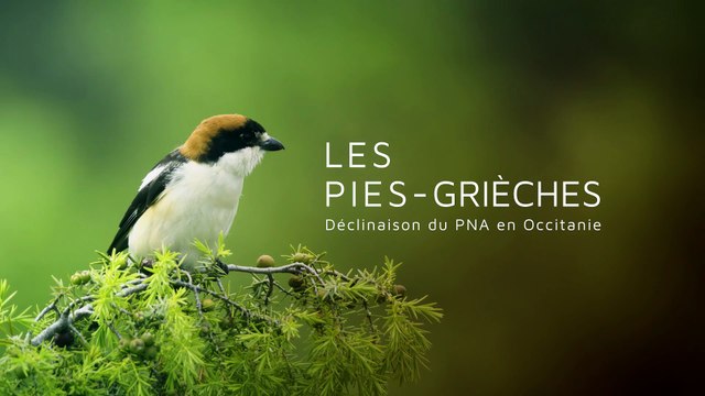 DREAL Occitanie - Plan National D'Action - #9 Les pies grièches