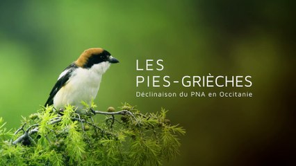 DREAL Occitanie - Plan National D'Action - #9 Les pies grièches