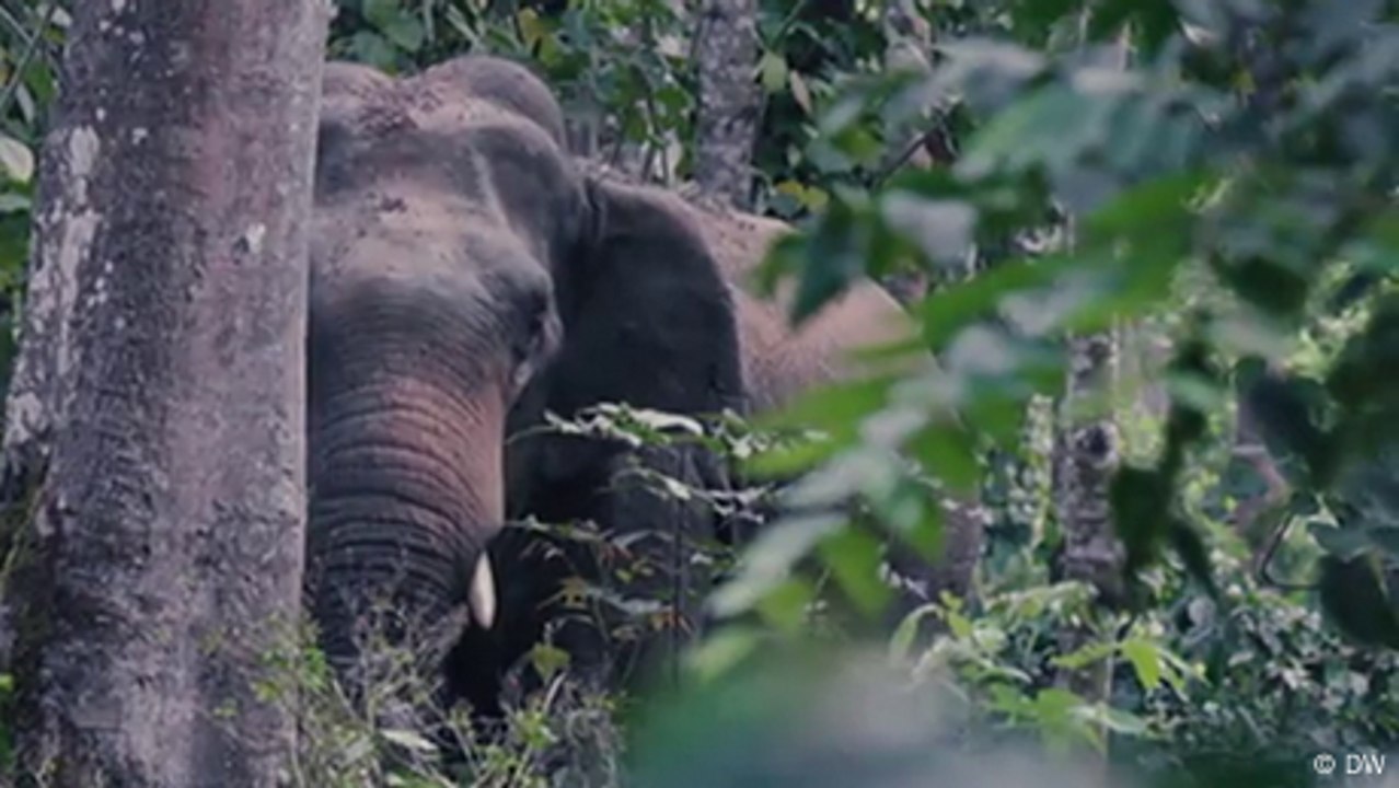 Indien: KI hält Elefanten von Schienen fern