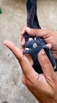 Subscribe Our YouTube Channel For Complete Videos youtube.com/@PakistanPigeonAssociation