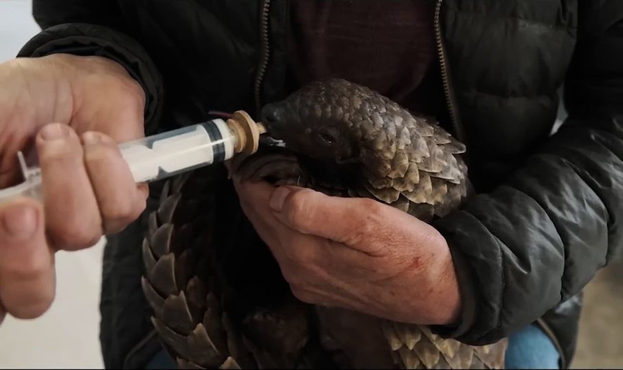 Pangolin: Kulus Weg Trailer OV