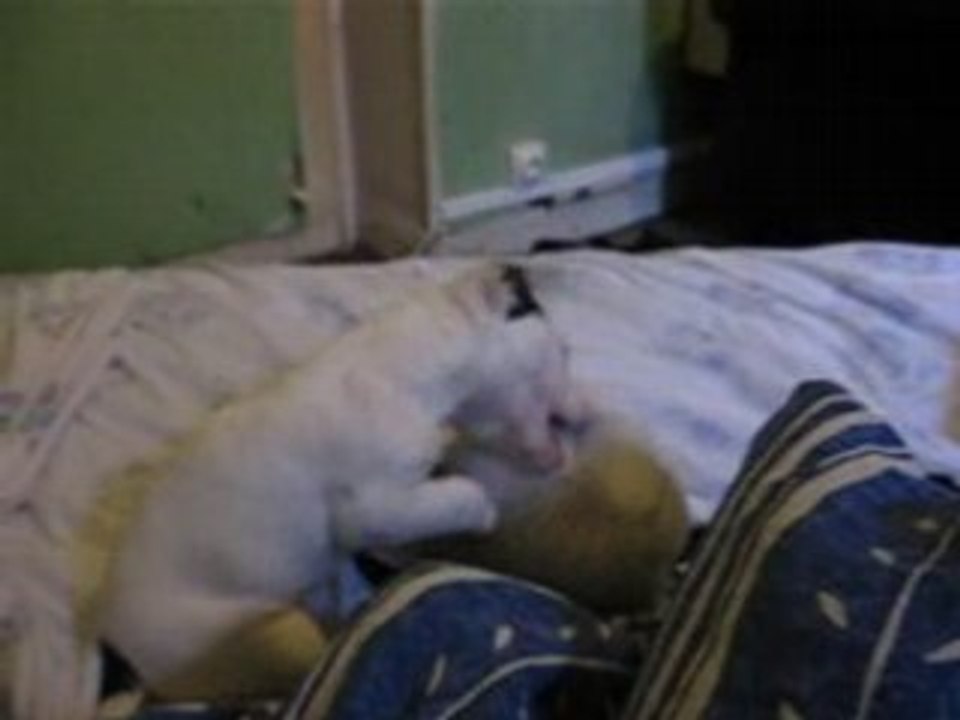 Luna vs. Edwige