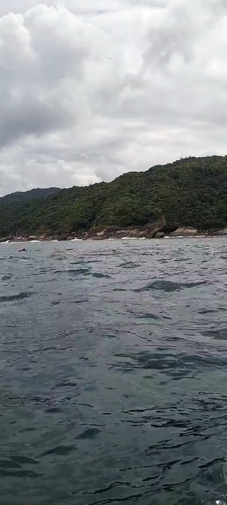 Grupo de botos-cinza é flagrado na Reserva da Juatinga