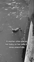 Mother Otter gently places baby on belly to sleep peacefully