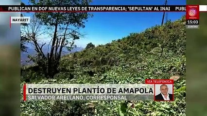 Secretaría de Marina destruye más de tres millones de amapola en la Sierra de Nayarit
