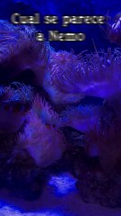 Buscando a Nemo
