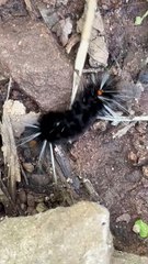 Diversidad de insectos