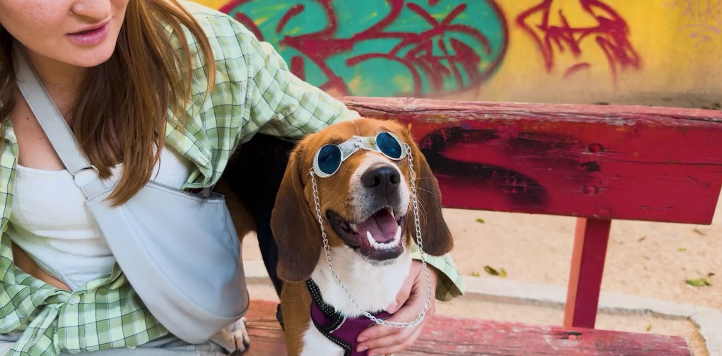 Comment fabriquer des lunettes de soleil élégantes et confortables pour votre animal de compagnie !