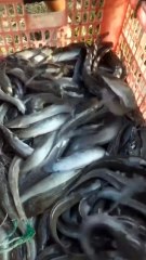 Alhamdulillah 🤲 harga ikan lele konsumsi naik menjelang lebaran