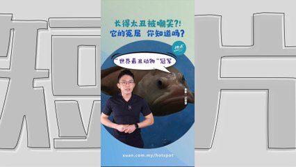 水滴鱼从“最丑动物”变纽西兰年度之鱼？ 长相奇特原因大揭露 #生物篇 | 懂来做莫？ Ep198
