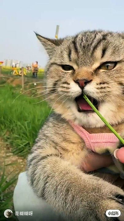 啊啊啊！误闯猫草天堂，这吃相…… - 小红书