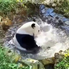 Panda having a great time