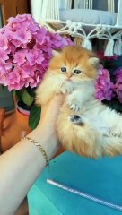 Cute baby kitten sound ♥️ meowing