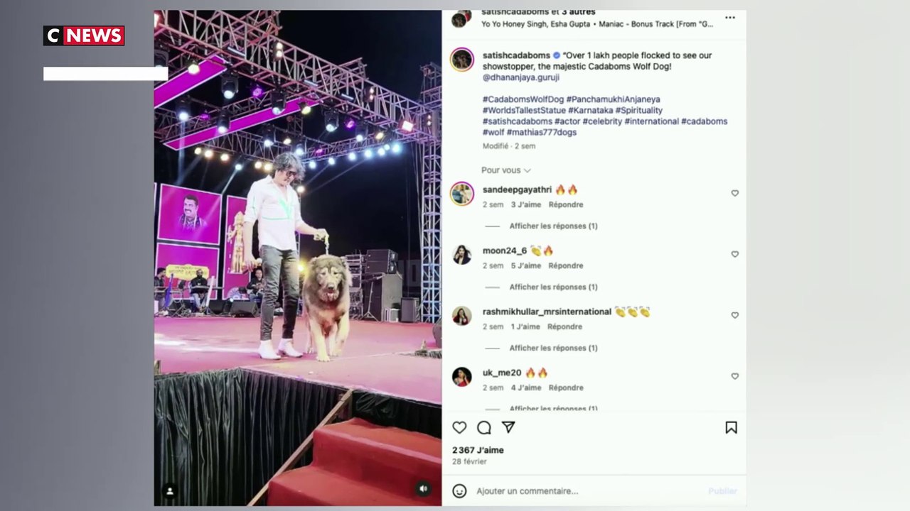 Le chien le plus cher du monde vendu aux enchères