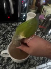 Ce perroquet aide à la préparation du café matinal