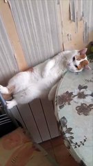 Ce chat se tient sur un radiateur