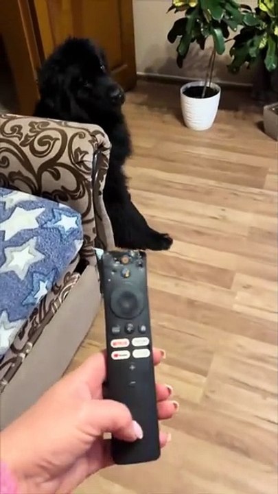 Ce chien à complètement détruit la télécommande