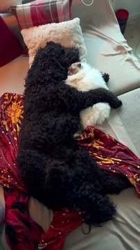 Ce chat et ce chien se font un gros câlin