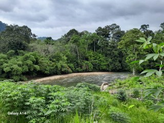 Hutan Taman Nasional Kerinci Sebelat, Harapan Masa Depan Penjaga dan Pelindung Lingkungan
