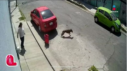 Un perrito robó el mandado de una mujer