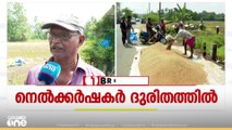കോട്ടയത്ത് വേനൽ മഴയിൽ ദുരിതത്തിലായി നെൽകർഷകർ; വിളവെടുത്ത നെല്ല് നശിക്കുന്നു