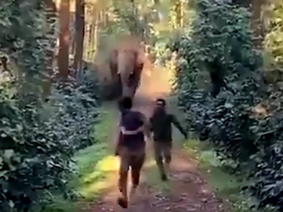 Wütender elefant jagt waldarbeiter vor sich her