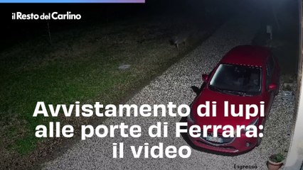 Avvistamento di lupi alle porte di Ferrara: il video