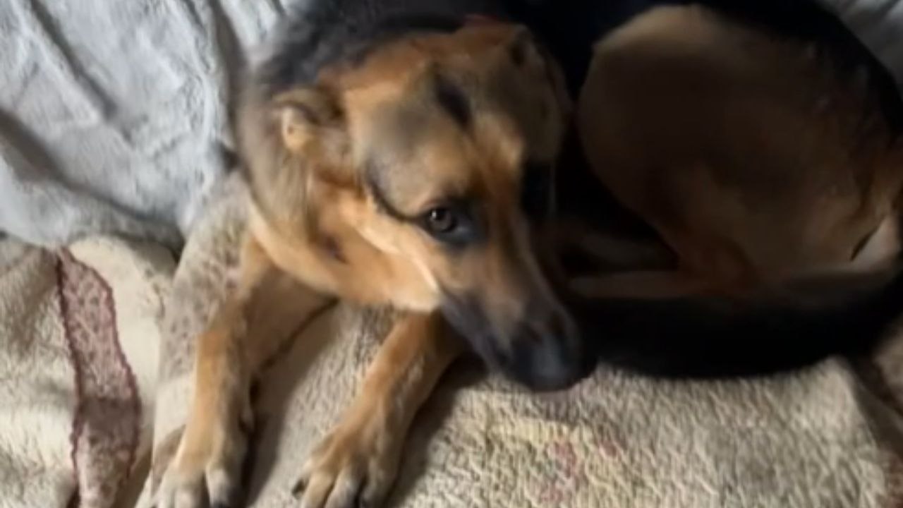 Dogs destroyed dog beds and couch cushions but pretend like nothing happened