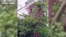 Maymun yavru köpeği kaçırıp serbest bıraktı!