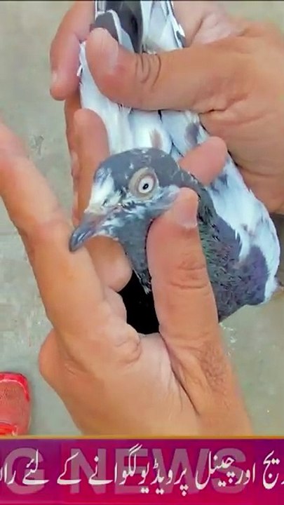Subscribe Our YouTube Channel ( Pakistan Pigeon Association Official ) For Complete Videos