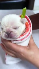 Invited me to dinner, but it turned into my 1-month-old version of dinner🤣