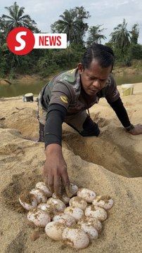 Critically endangered southern river terrapin found in Pahang