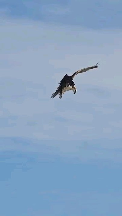 Crazy Osprey grabs huge catfish and almost gets dragged under. #bird #osprey