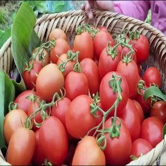Collected tomatoes and brought them to the market to sell.