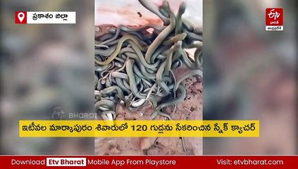 వామ్మో! - ఒకేసారి బయటకు వచ్చిన 80 పాము పిల్లలు