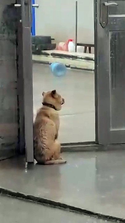 Meow & Woof Universe