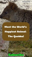 Meet the World's Happiest Animal_ The Quokka!