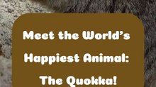 Meet the World's Happiest Animal_ The Quokka!