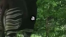 Meet the Okapi_ Africa's Secret Forest Giraffe!
