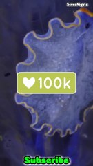 Meet the Mesmerizing Blue Dragon_ Animals You Must See!