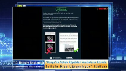 “Konya’da Sokak Köpekleri Arabaların Altında Ezilsin Diye Uğraşılıyor” İddiası