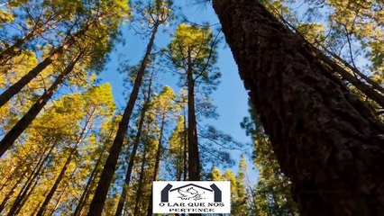 👼 Nada é Por Acaso: Quem Nos Protege No Caminho da Vida?