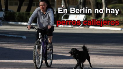Una ciudad sin perros callejeros