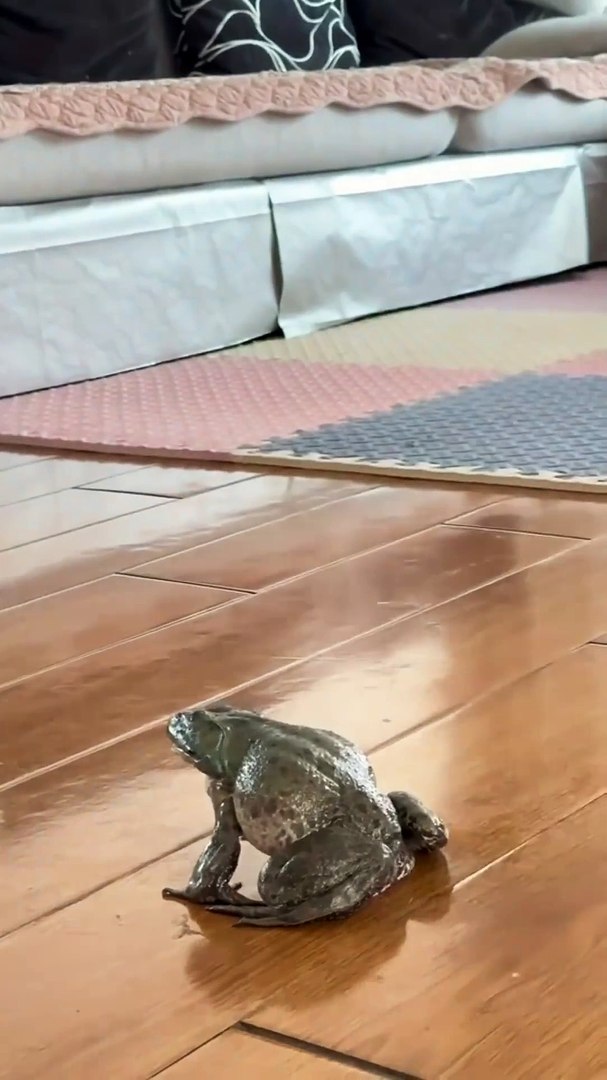 Funny Cats Videos 😸😸 #Cats Video #shorts #cat