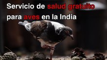 Servicio de salud gratuito para aves en la India