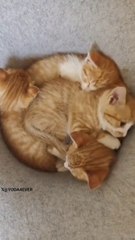 Saleemoffical presentation - cute kattens