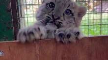 Saleemoffical presentation - A snow leopard cub peers curiously from behind a fence.
