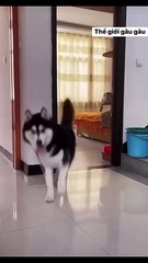 The World of Playful Pups - Episode 11